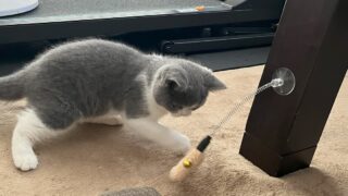 🐾3話:新入社員・福の新猫研修