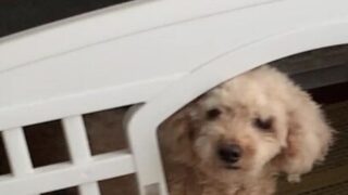 🐾7話:イヴ、秋のスケジュール管理で混乱!?