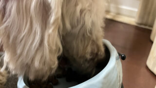 第2章-3🐾 多頭飼いで注意すること 食事について③