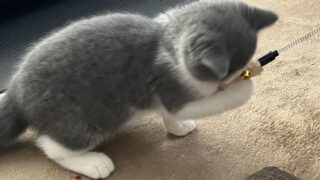 🐾8話：福、初めての散歩で大冒険