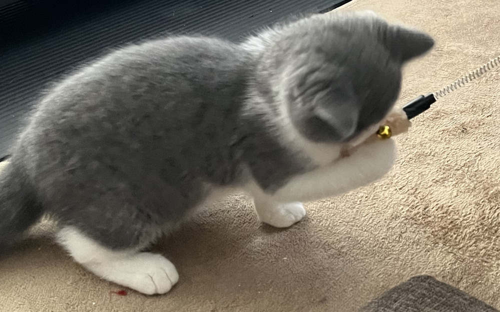 子猫の福がおもちゃで遊んで大はしゃぎ