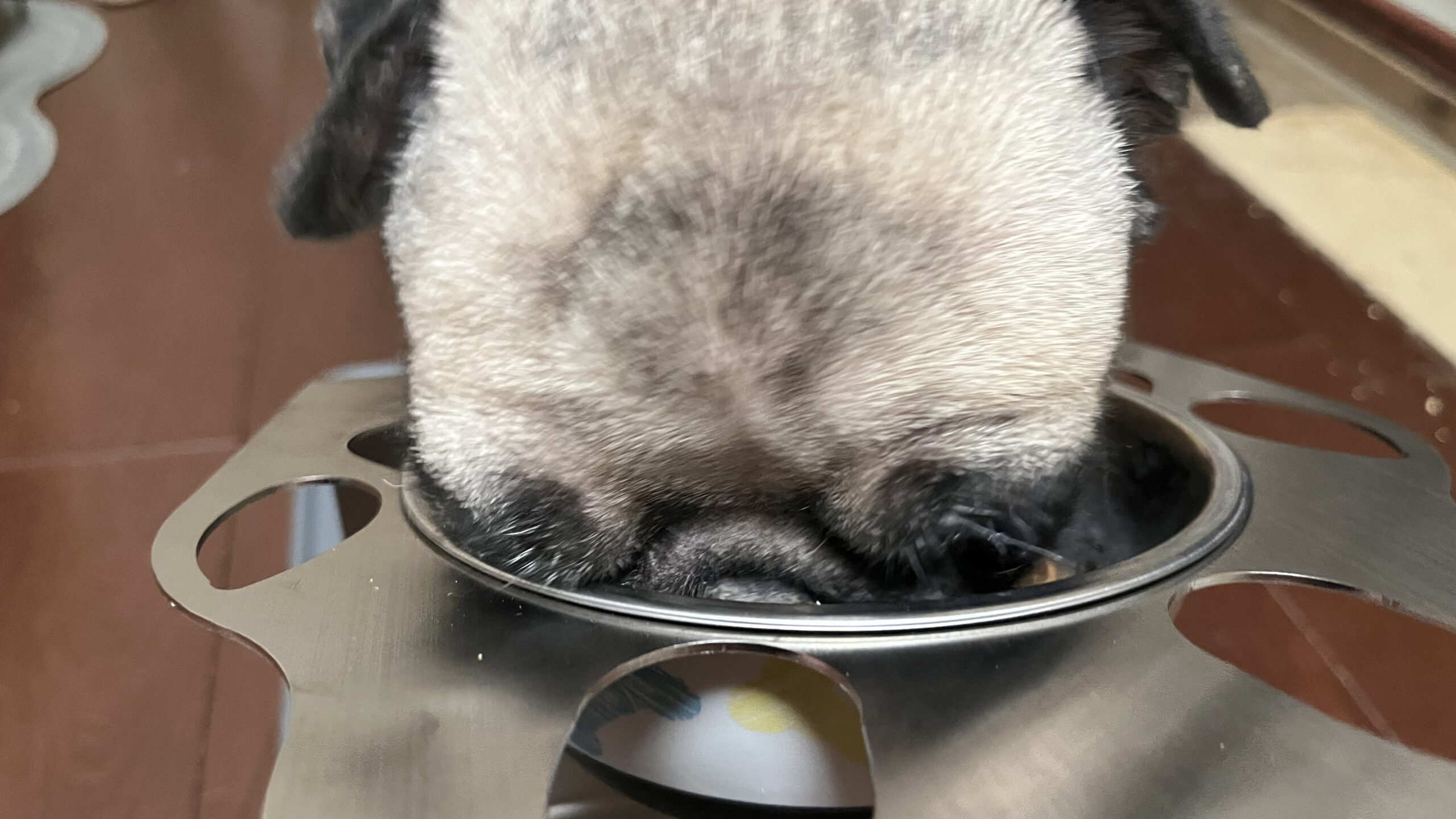 パグの食事の様子　しずくのごはん