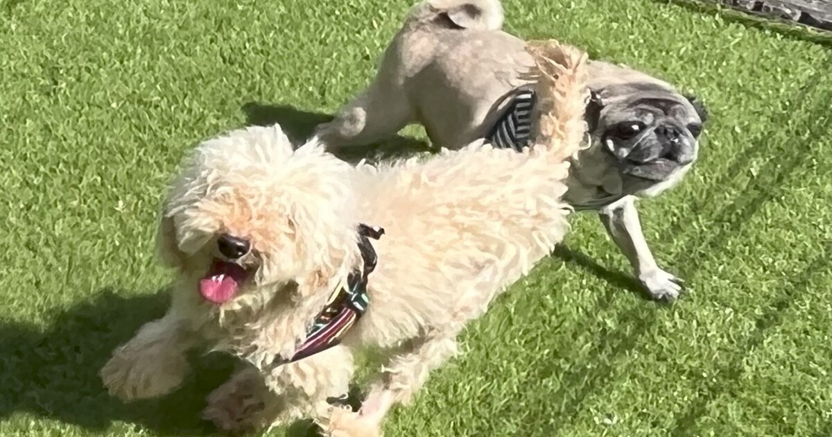 庭っで走るトイプードルとパグ