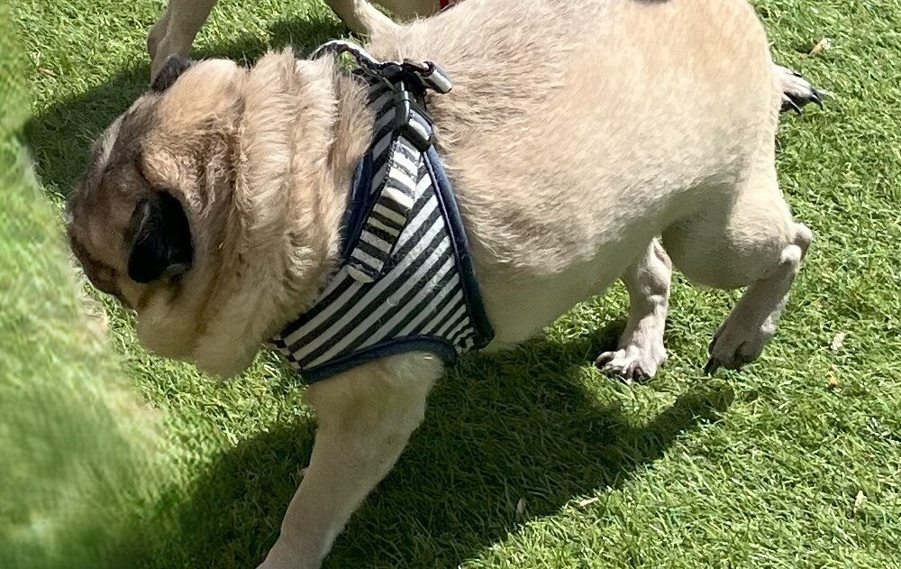 庭のドッグランで字は知るパグ