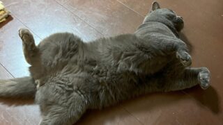 🐾9話:ー9月月末業務会議ー 混乱の先に見えたものは…?