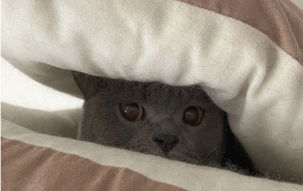 永遠の隠れ場所　クッションの下に隠れています