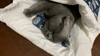 🐾6話:社長と専務、落ち葉掃除で四苦八苦