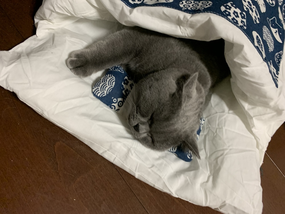 永遠が爆睡　猫が布団で寝てる