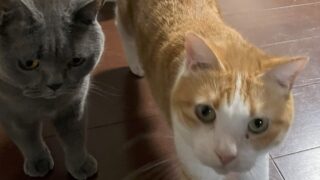 🐾4話 :「社内会議ドタバタ劇」