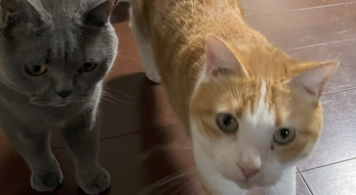 猫２匹の日常　永遠と詩