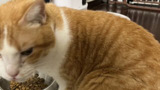 第2章-2🐾 多頭飼いで注意すること 食事について②