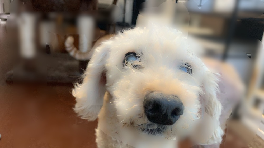 イヴのアップ画像