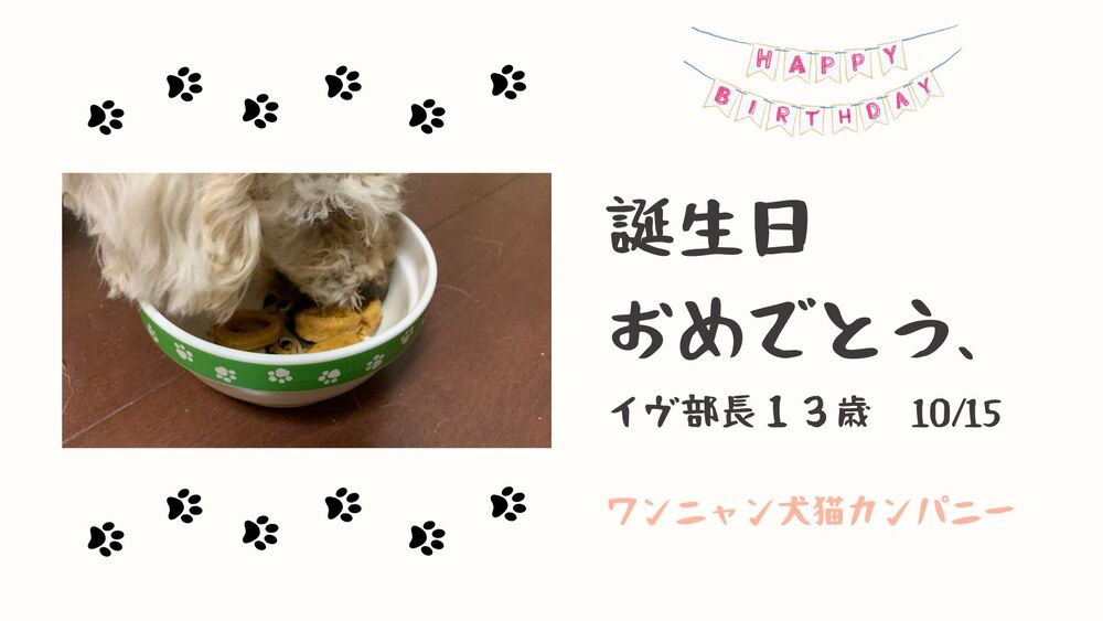 🐶経理部長イヴ、誕生日に知った“数字より大切なもの”