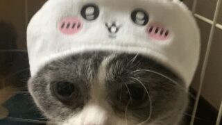 🐾13話 犬猫カンパニーのハロウィン仮装パーティー2025!永遠、ウサギになるニャ!