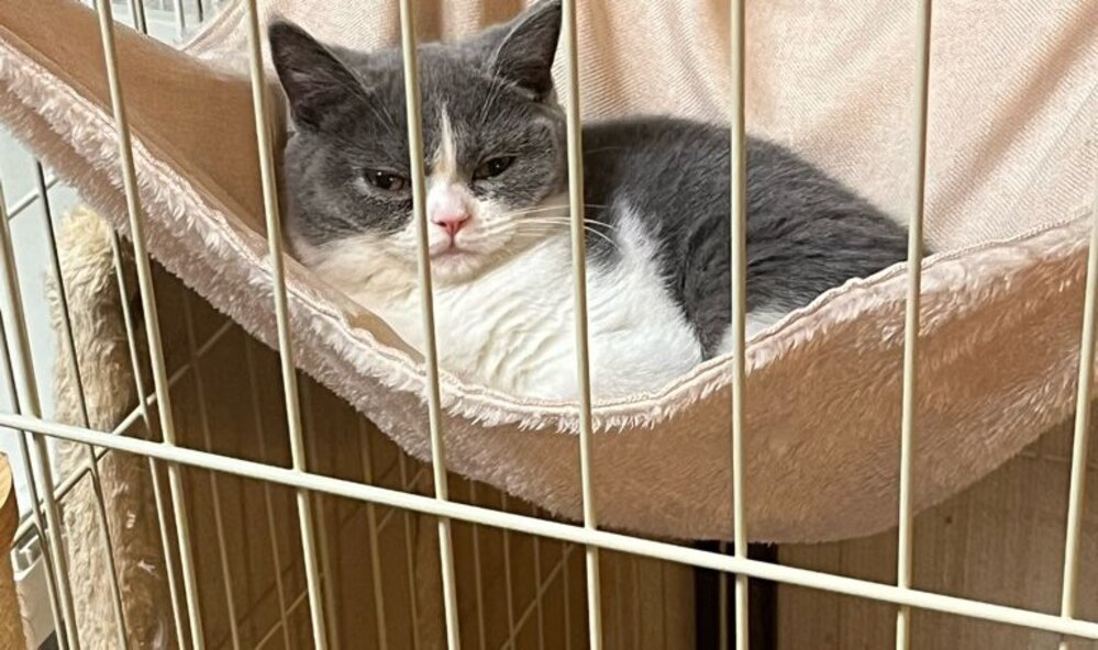 ハンモックで寝ている福