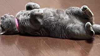 🐾12話 姫、社長の机の乱れを発見して大慌て