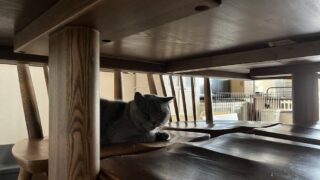 第1章-5🐾 迎え入れ初日の過ごし方|先住ペットとの初対面を成功させる5つのSTEP