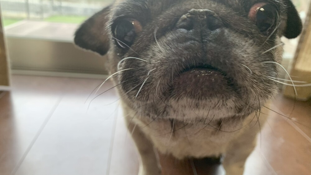 パグのしずく　アップ画像