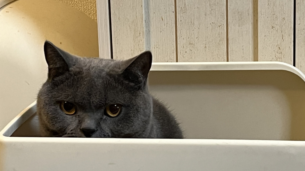 猫の永遠のトイレ