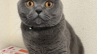 🐾10話：衣替え＆模様替えでオフィス大混乱