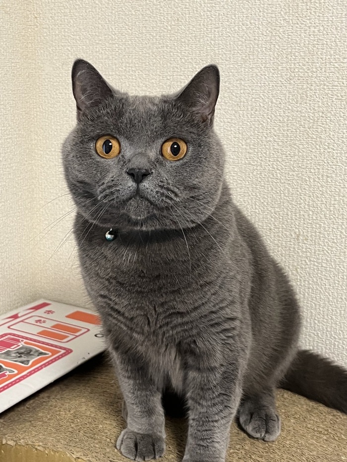 永遠の窓際一等地でお座り