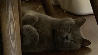 🐾11話：午後3時の静寂――眠気VS永遠の終わらない攻防戦