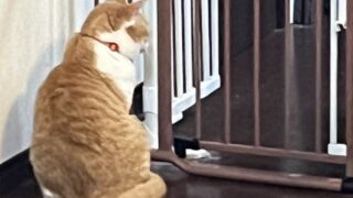 第3章-🐾キッチン立ち入り禁止の必要性 ~多頭飼いでも安全に~