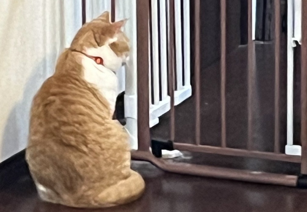 詩がキッチンの前でお座り