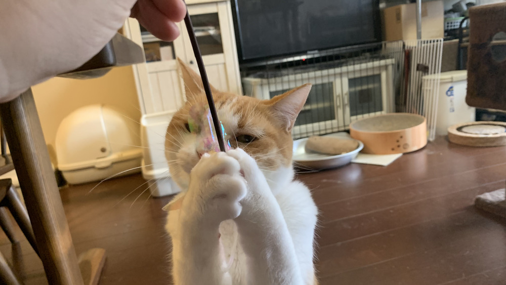 詩が歌手になりました