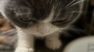 🐾14話 福、がんばったばーい！小さな勇気の一日