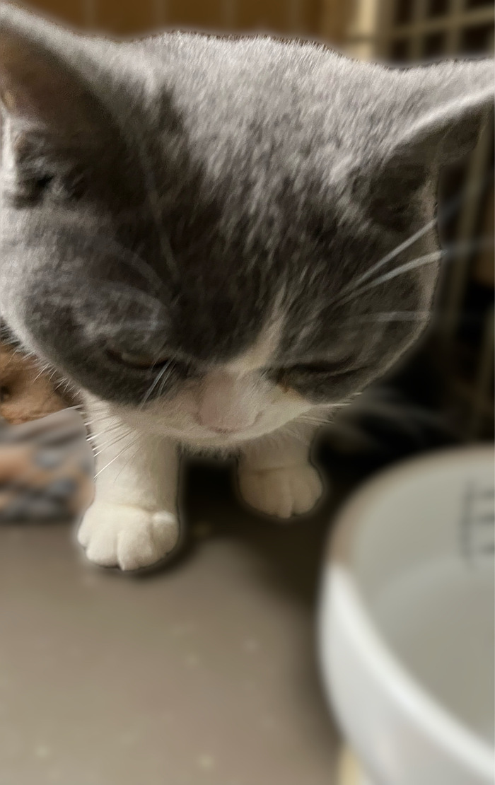 🐾14話 福、がんばったばーい！小さな勇気の一日