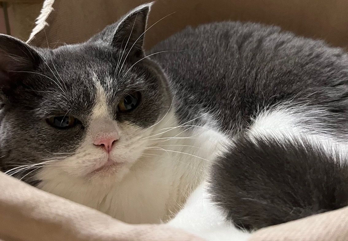 🐾16話 月末会議と福の抜糸完了報告｜犬猫カンパニーのほっこり業務日誌