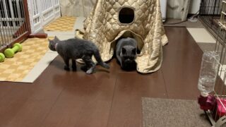 🐾15話 こたつはぼくの陣地ニャ!永遠が守るぬくぬく王国