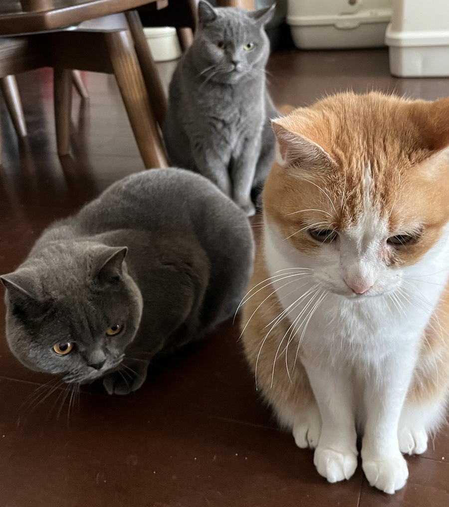 特別回🐾 専務、ただいま！オフィスに戻った日