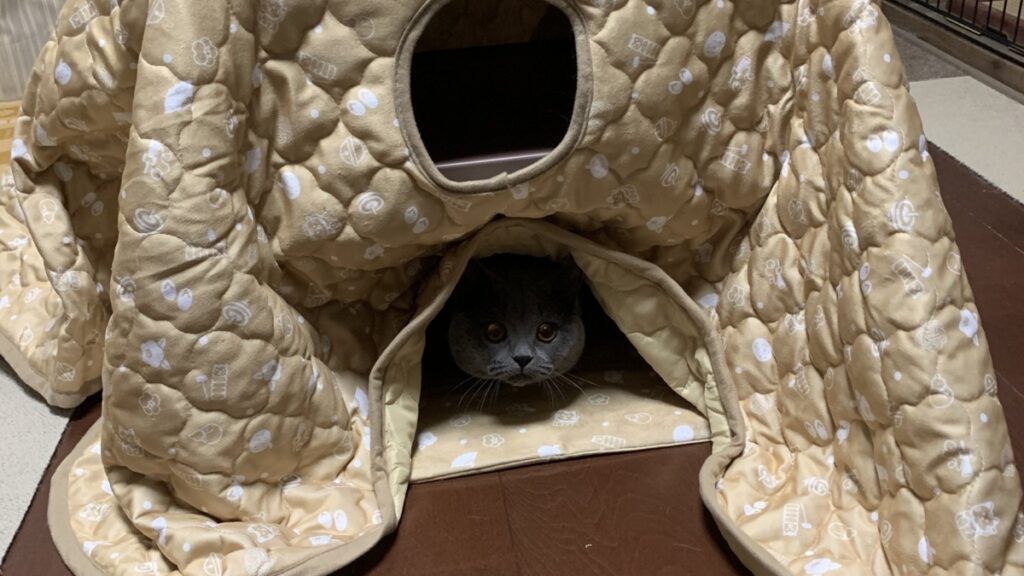 こたつ型ハウスの入口から顔をのぞかせ、こちらをじっと見つめる永遠。