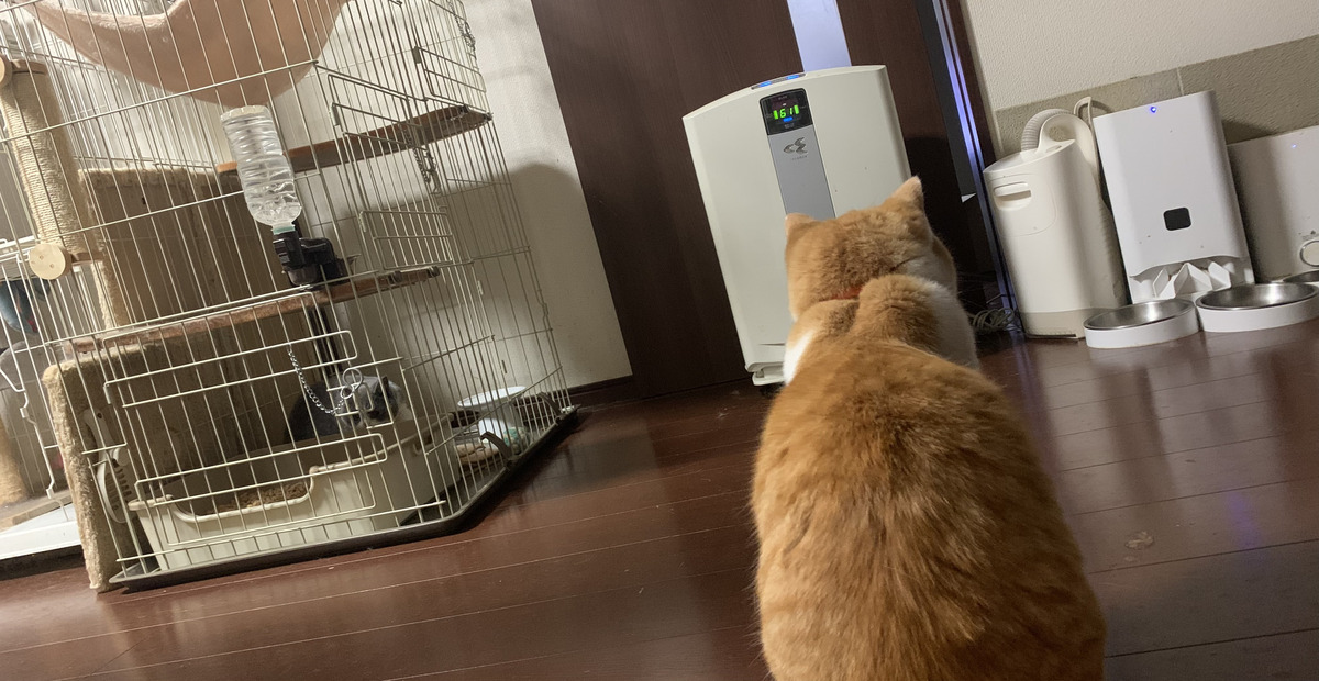 17話🐾 加湿器起動で大騒ぎ！｜姫のしっとり大作戦